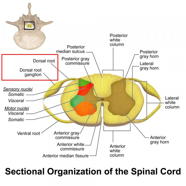 <p>near the spinal cord, contains the cell bodies of afferent neurons</p>
