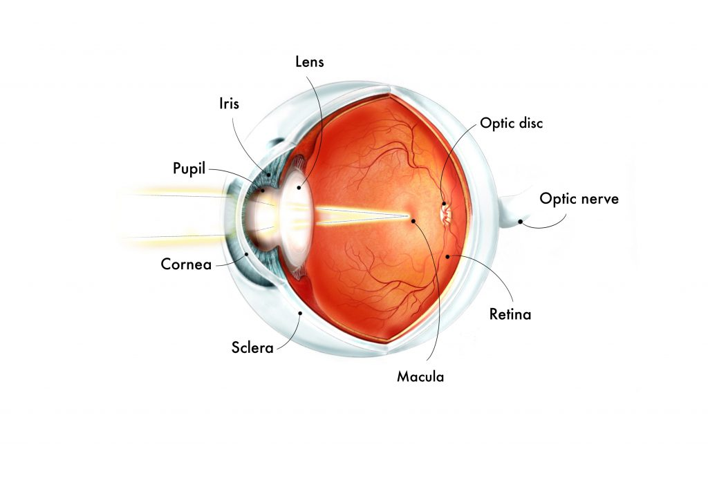<p>where the optic nerve connects to the retina; <strong>point of exit</strong> for ganglion cell axons leaving the eye; aka <strong>blind spot </strong>because it lacks photoreceptors (rods &amp; cones) required to detect light </p>