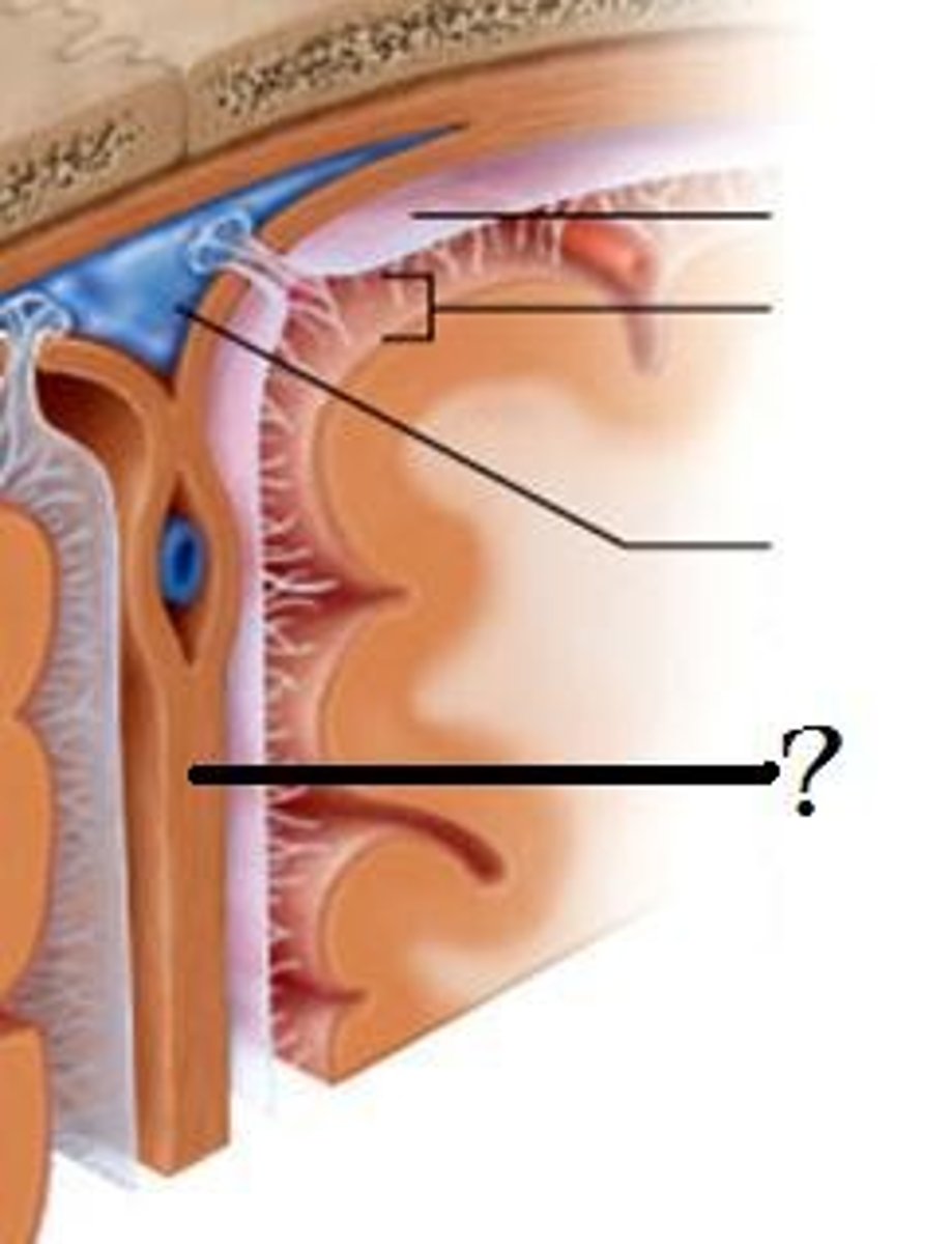 <p>separates the two cerebral hemispheres</p>