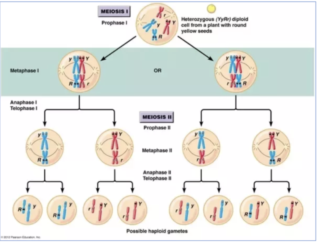 <ul><li><p>meiosis: process involving 2 specialized cell divisions in germ cells that generate haploid gametes</p></li></ul><p></p><p></p>