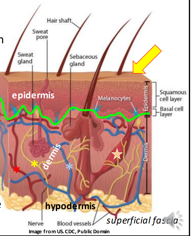 <p>Stratified squamous </p>