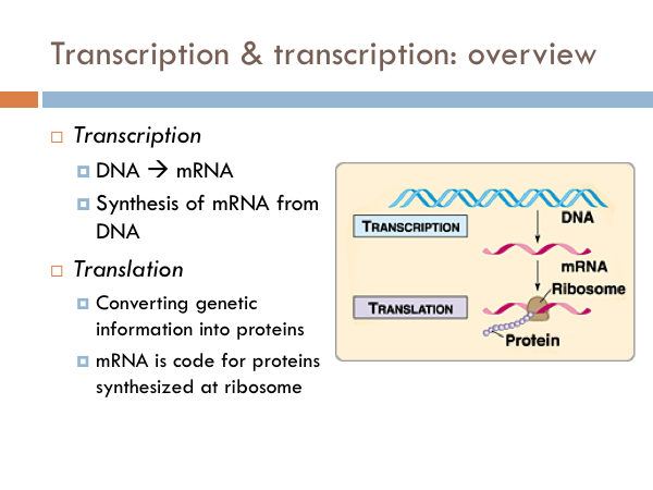 <ul><li><p>Occurs in the nucleus </p></li><li><p>RNA polymerase binds to DNA and makes a copy of it in the form of mRNA </p></li><li><p>This mRNA leaves the nucleus and heads toward the cytoplasm </p></li></ul><p></p>