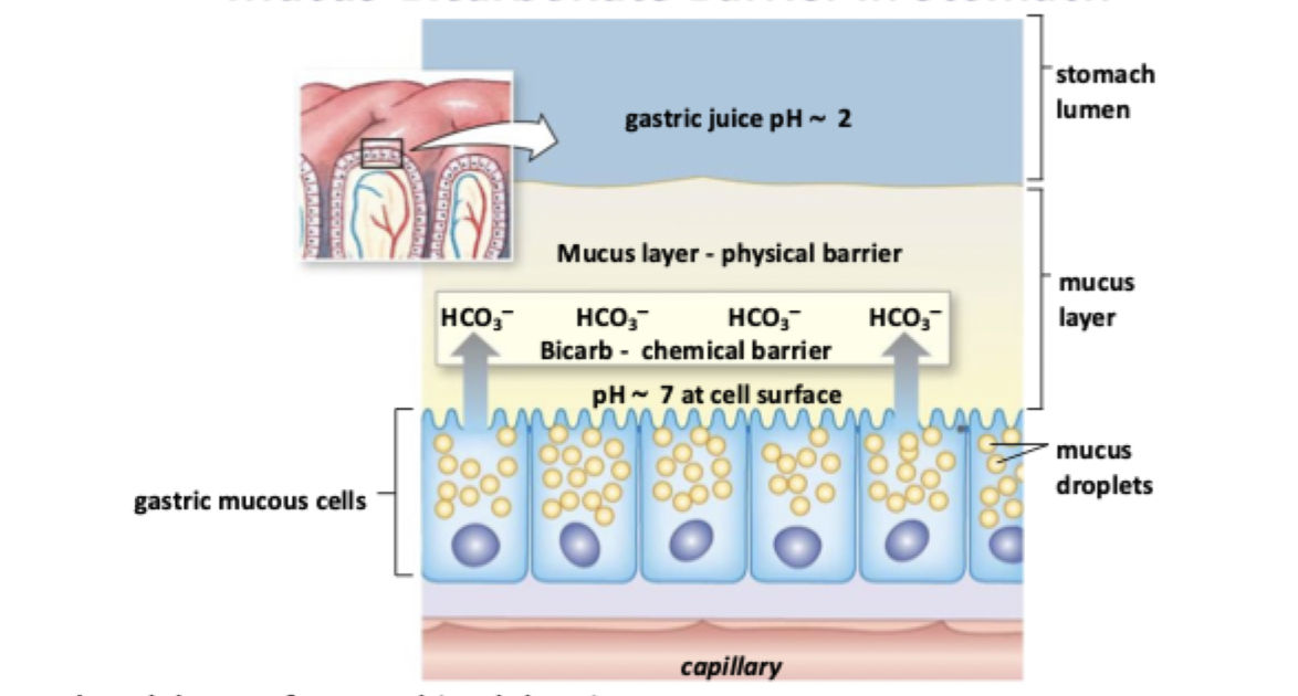 <p>Bicarb gets put in mucus -&gt; lines the epithelial cells of the stomach -&gt; the acid eats away at the epithelium if comes in contact so that physical barrier buffers it and stops it from touching</p><p></p><p>how the stomach protects itself</p>