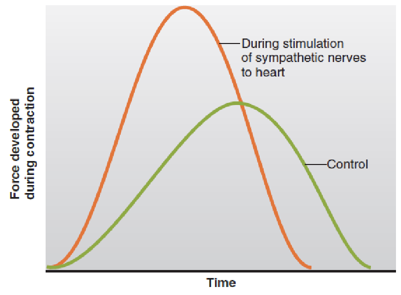 <p>a stronger, faster (briefer) contraction</p>