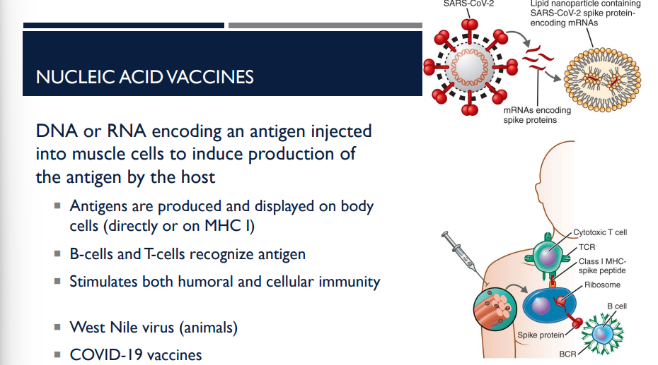 <p>What are the charcteristics of a nucleic acid vaccine?</p>
