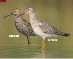 <p><span><span>Calidris himantopus </span></span></p>