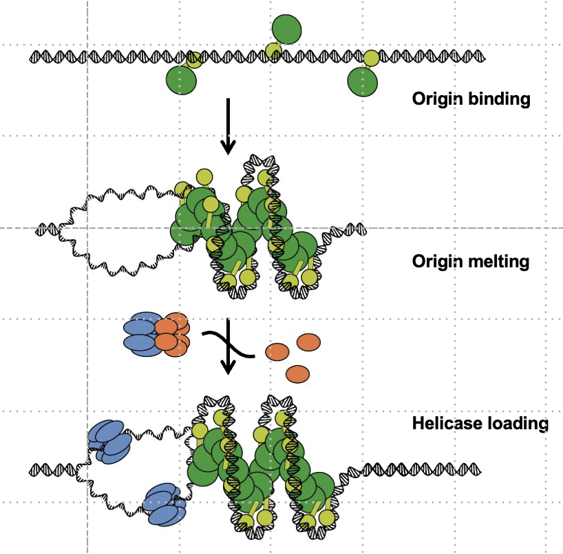 <p>DnaC, which uses ATP to load DnaB and then dissociates. </p>
