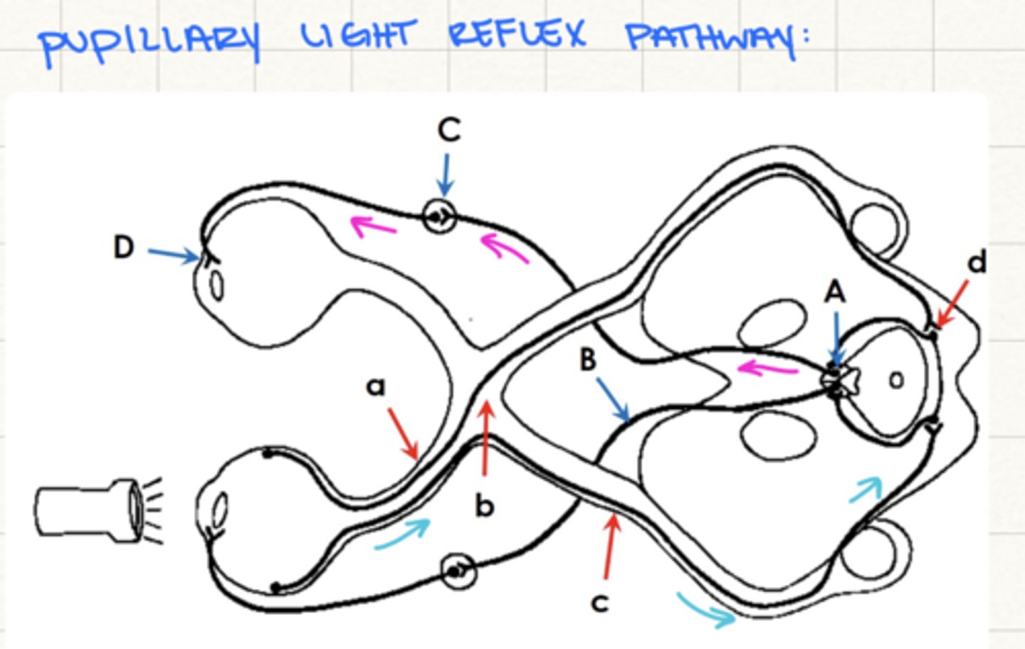 <p>1. optic nerve</p><p>2. optic chiasm</p><p>3. optic tract</p><p>d. pretectal nucleus of midbrain</p>