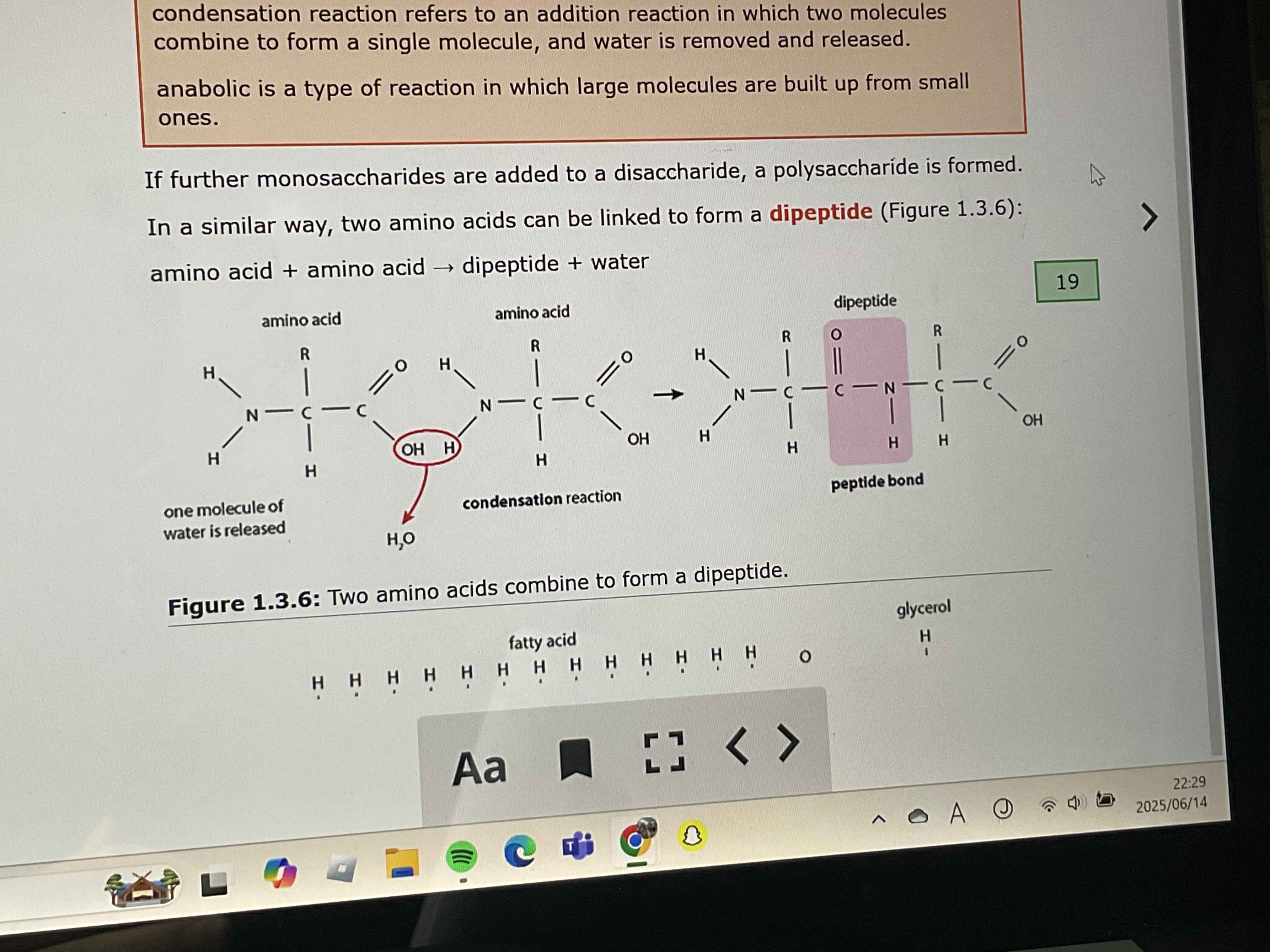 <p>dipeptide + water </p>