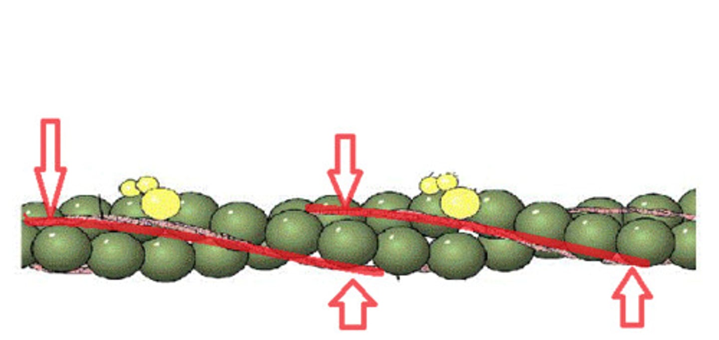 <p>covers myosin binding sites on the actin molecules</p>