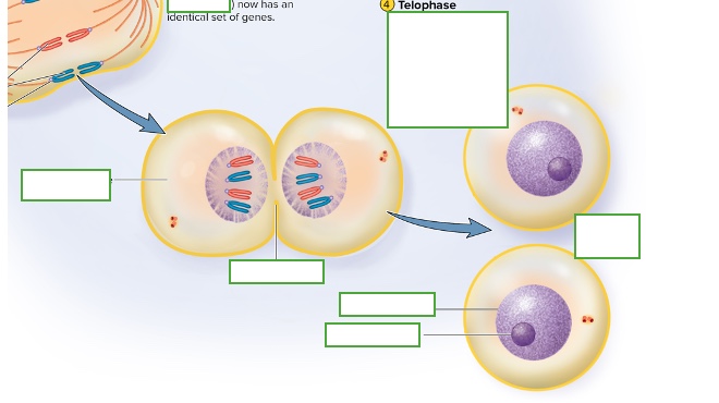 <p>what happens in telophase &amp; cytokinesis</p>