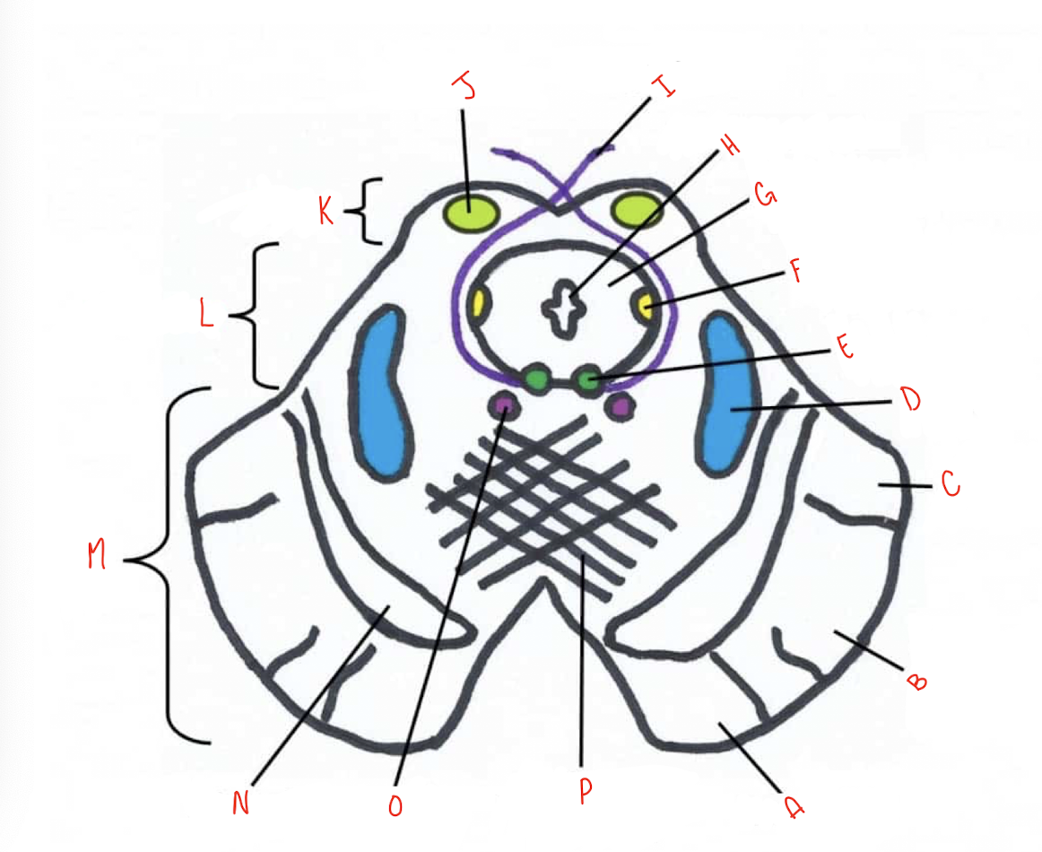 <p>What structure of the sliced inferior colliculus section of the midbrain is labeled L?</p>