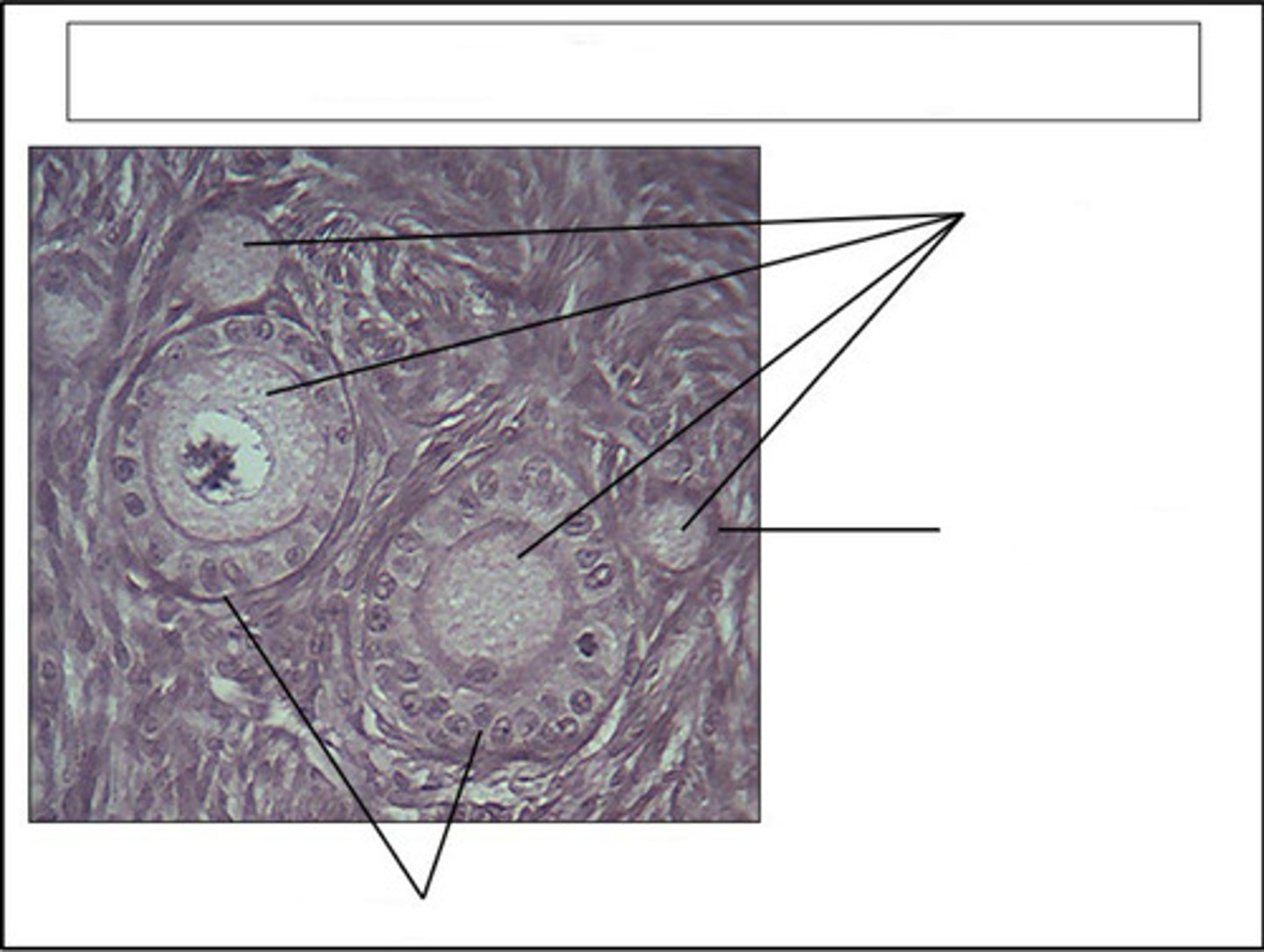 <p>identify this organ</p>