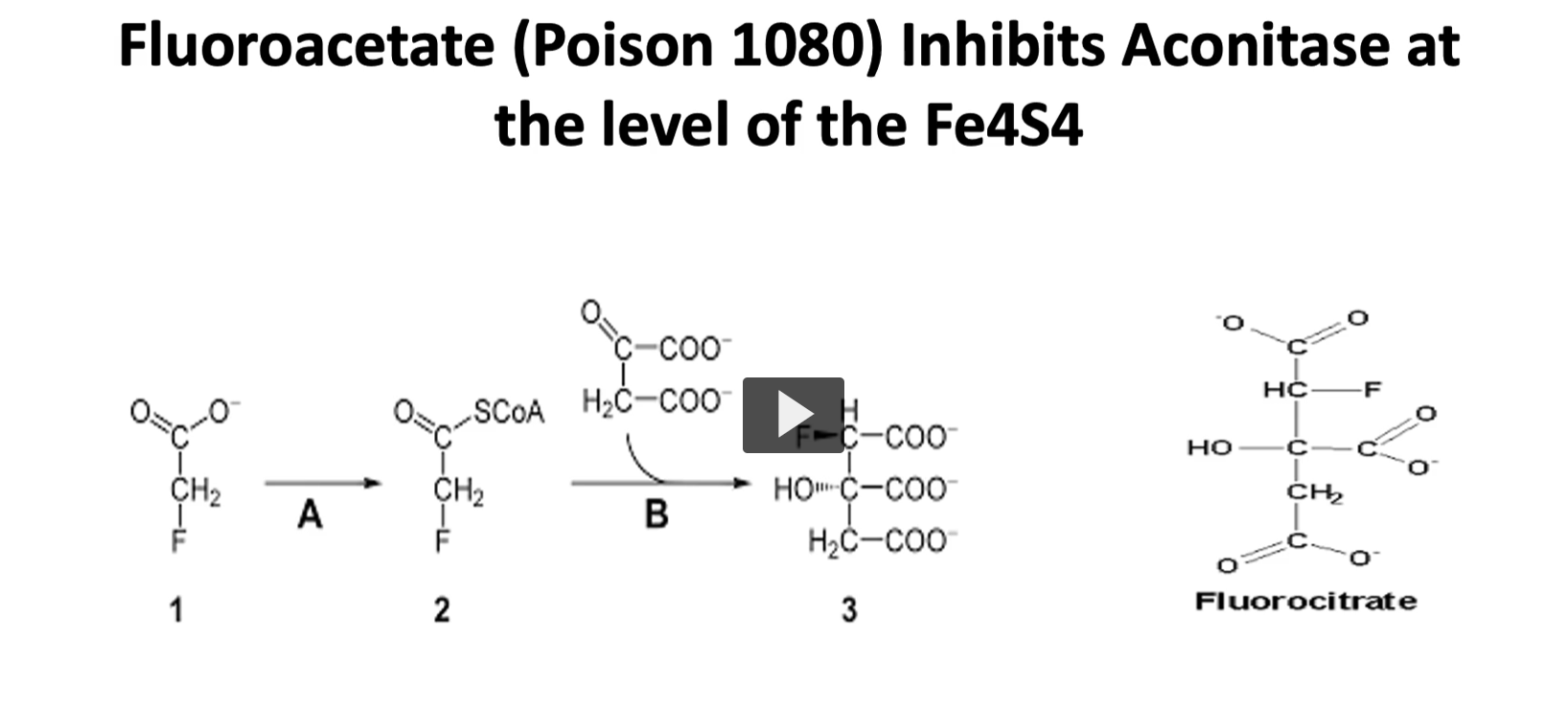 <p>a part of the inhibition of the kreb’s cycle we just mentioned, there is a compound called fluoroacetate (poison 1080) inhibits aconitase at the level of Fe4S4 </p><p>if you recall in the step two of the Kreb’s cycle, the enzyme is aconitase. this enzyme is inhibited at the level of cofactor with the iron sulfur center. this inhibitions is not direct. what happens is that fluoroacetate is used as a substrate instead of acetate, which is converted to fluorocitrate, which is a very electronegative atom. </p><p>the floor of fluorocitrate binds tightly to aconitase, this is a very tight bond, so the enzyme is unable to work in the Kreb’s cycle. </p><p>remember, that the Kreb’s cycle is important in the central nervous system, and if there is a high concentration of this compound, it will lead to the death of the organism it is exposed to. </p>