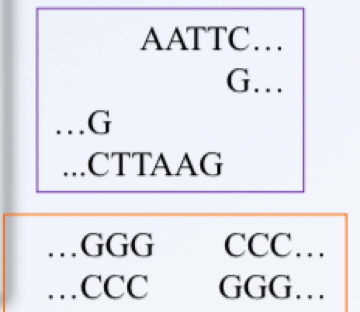 <p>sticky ends, 3’ overhang, blunt cuts, cleaved ssDNA </p>