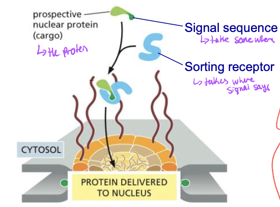 Post translational sorting 
