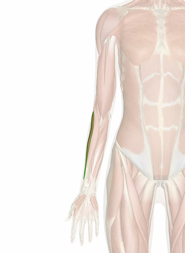 <p>dlouhý zevní natahovač zápěstí  </p><p><em>m. extensor carpi radialis longus</em></p>