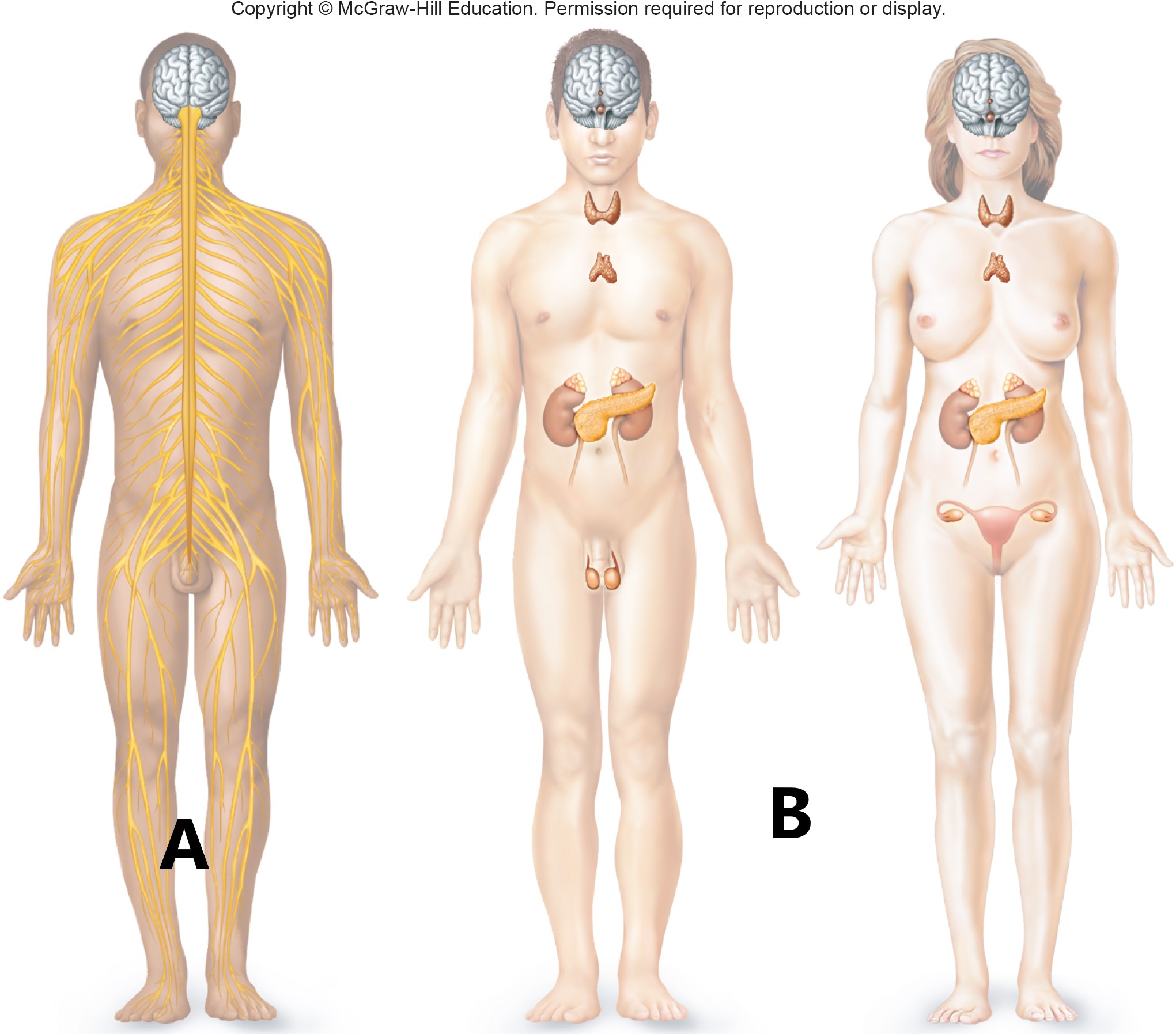 <p>A  B </p>