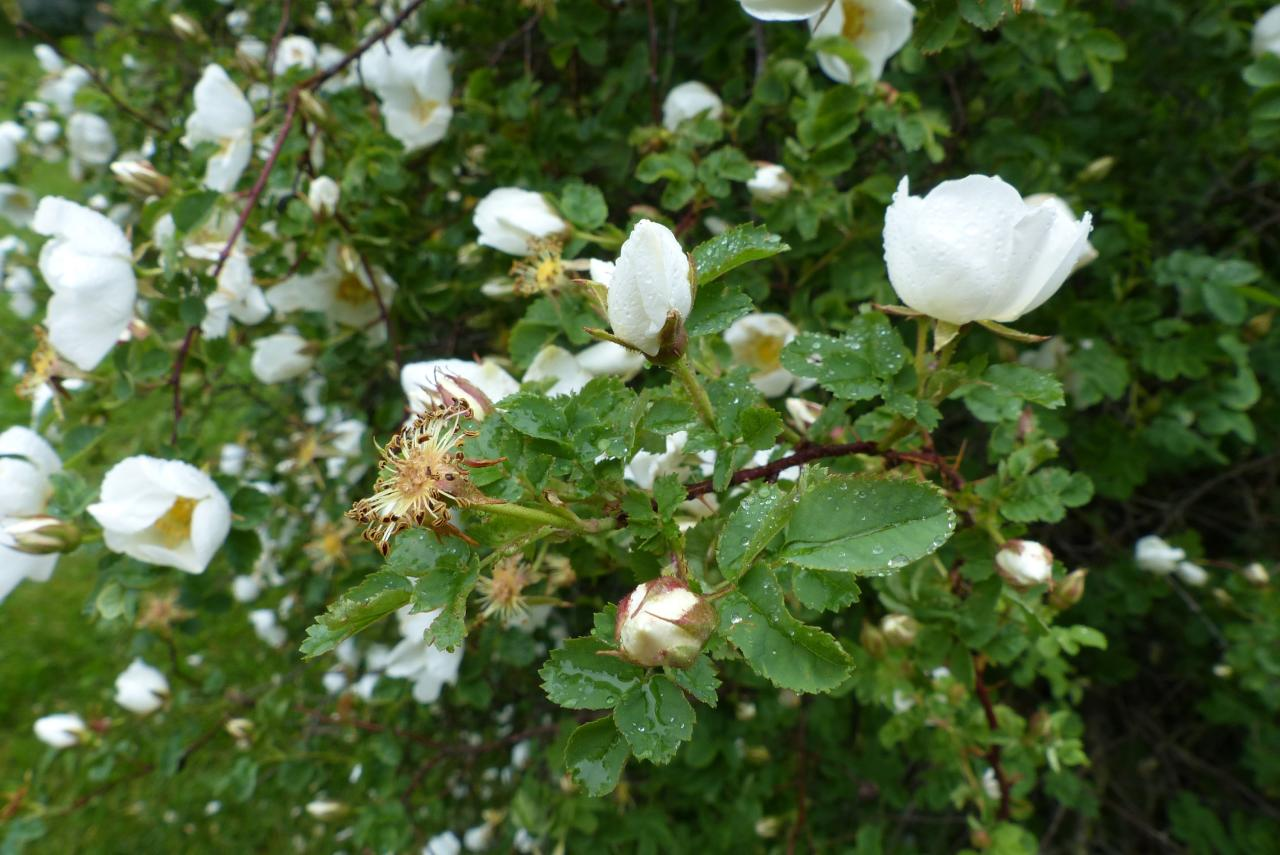 <p>Pimpinellaruusu</p>