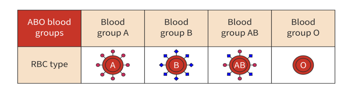 <ul><li><p>based on the presence of specific glycoproteins on the surface of red blood cells</p></li><li><p>called A and B antigens </p></li><li><p>presence or absence of antigens determines an individuals blood type</p></li></ul>