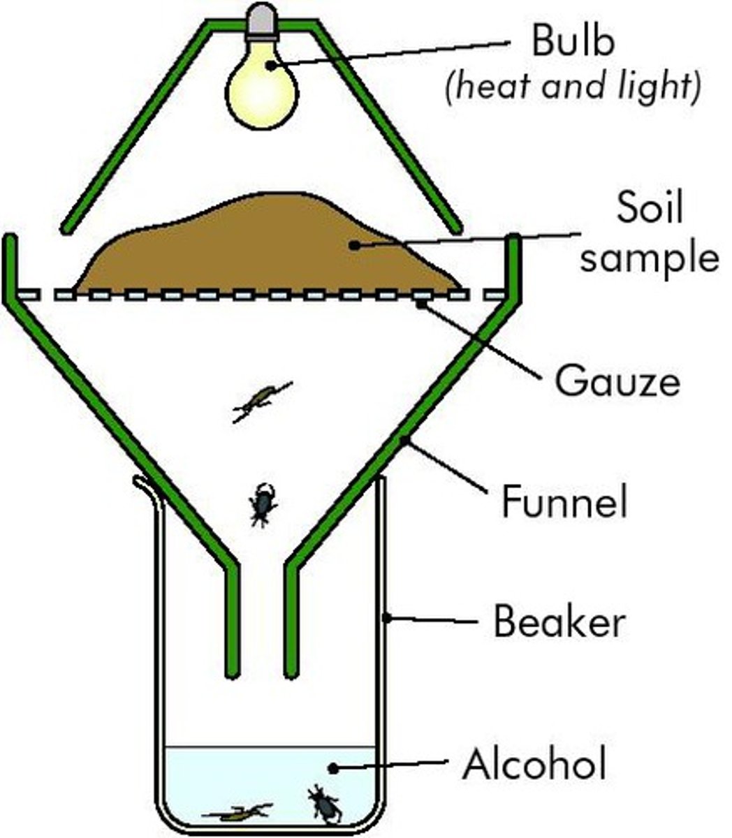 <p>Trap used to collect small animals from leaf litter or in a soil sample, used for small animals that don't like light (e.g. spiders, beetles)</p>