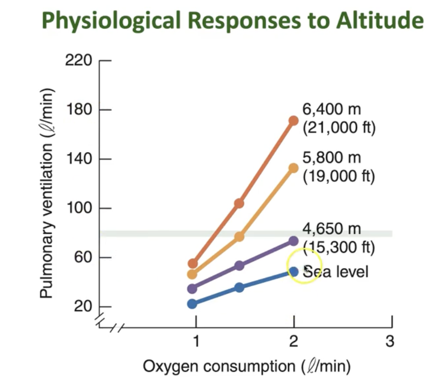 <p>What physiological responses occur to altitude?</p>