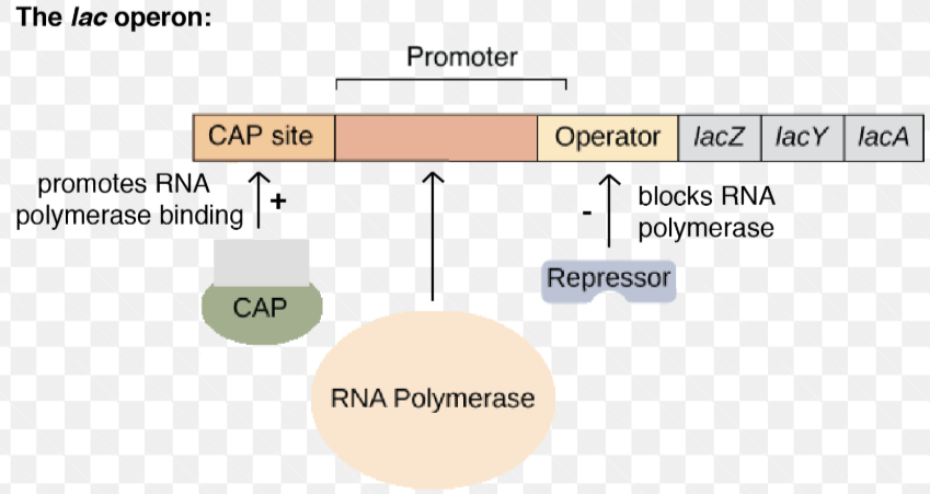 <p>Inducible Operon</p>