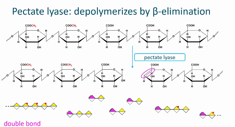 <ul><li><p>Cleaves the glycosidic linkage next to a galactronic acid with a free carboxyl group</p></li><li><p>Pectin with a low degree of methyl esterification is degraded by this enzyme. </p></li><li><p>Pectin lyase belongs to the lyase group meaning that is cleaves the glycosidic linkage by beta alumination</p></li><li><p>In this reaction, a double bond is introduced in a newly formed non-reducing chain end. </p></li><li><p>No water is introduced in this cleavage since it is not a hydrolysis reaction!</p></li><li><p>All reaction products have a double bond.</p></li></ul><p></p>