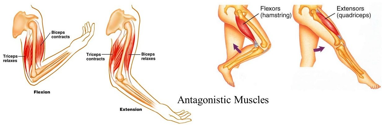 <p>The bicep and tricep is an example of an antagonistic pair of muscles. </p>