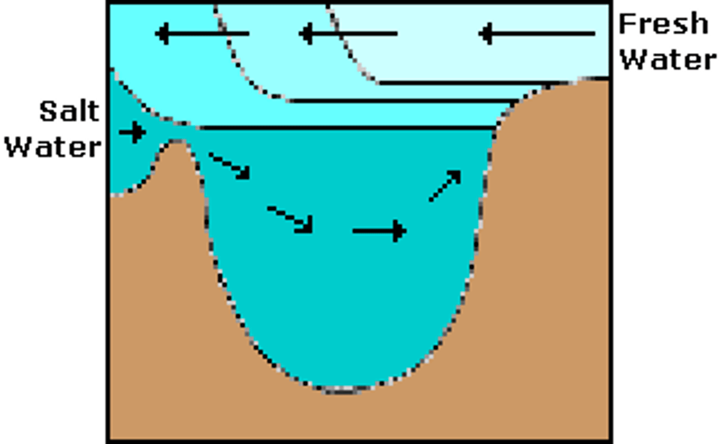 <p>Wetlands formed where rivers meet the ocean.</p><p>Contains brackish water (a mixture of salt water and fresh water).</p>