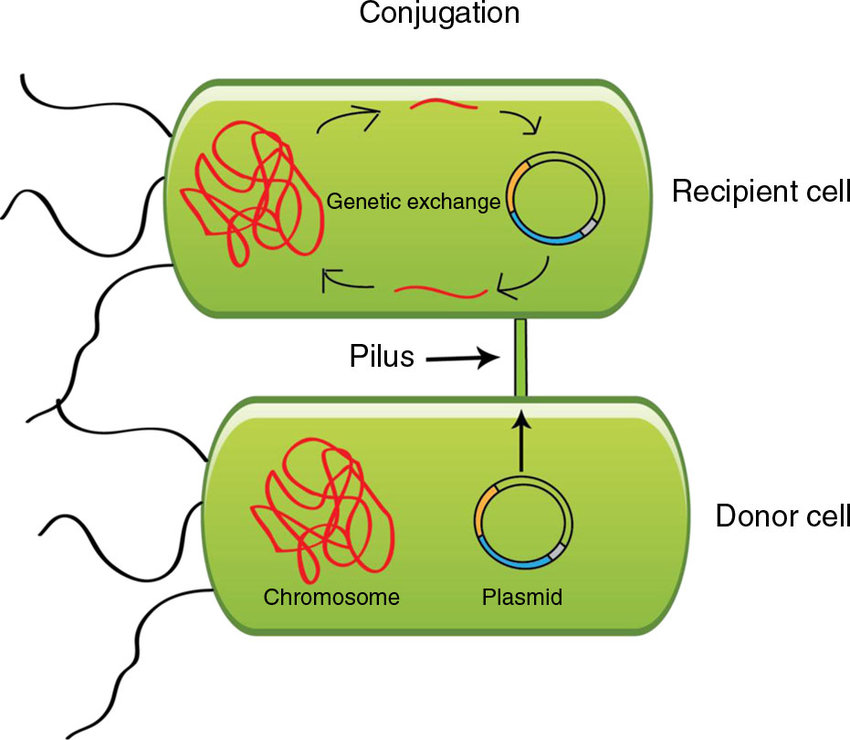 <p>conjugation bridge </p>