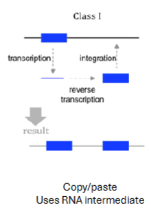 <p>Copy themselves into RNA then to DNA and then paste into a new location</p><p>~40-50% of human genome</p><p>LINE —> mRNA —> some protein (transposase and integrase) some mRNA —> transposase protein turns mRNA to cDNA and integrase protein inserts into genome</p>