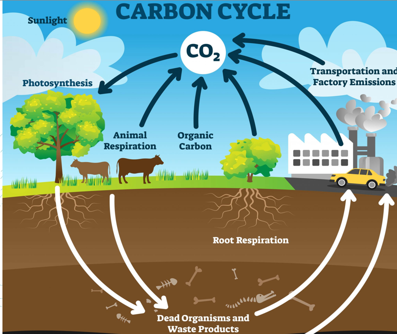 <ul><li><p>The carbon cycle is the natural process by which carbon moves between the atmosphere, oceans, land, and living organisms, involving processes like photosynthesis, respiration, decomposition, and combustion</p></li></ul><p></p>