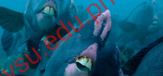 <p>beak-like </p>
