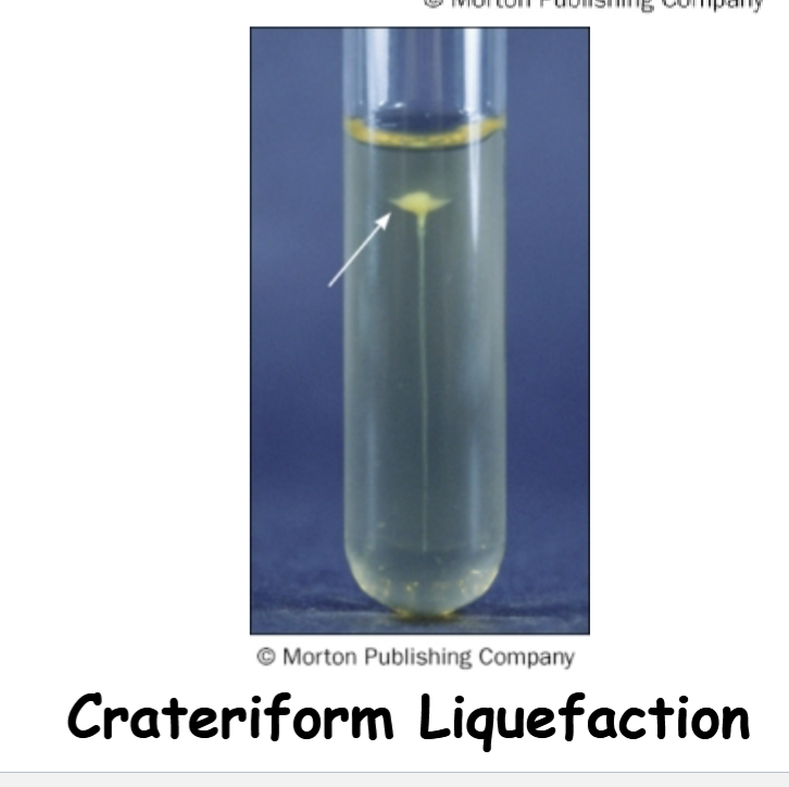 <p>some organism can show crateriform liquefaction</p>