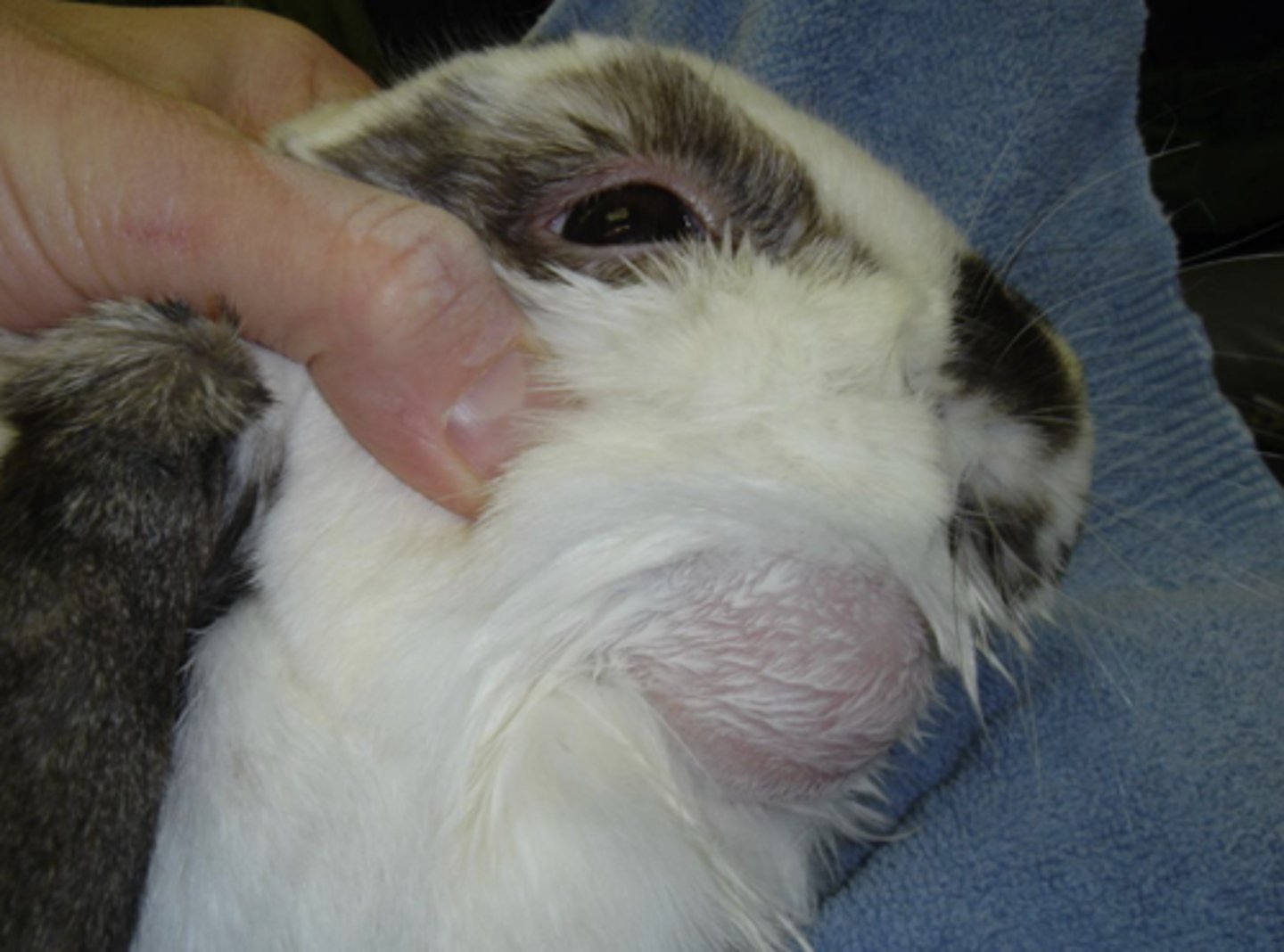 <p>What kind of odontogenic abscess is shown here?</p>