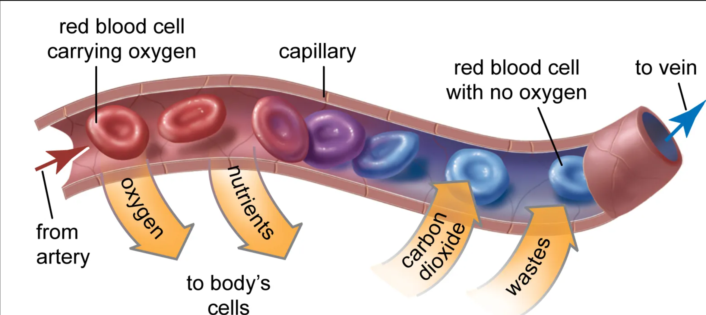 <p>Take oxygen to the alive cells</p>