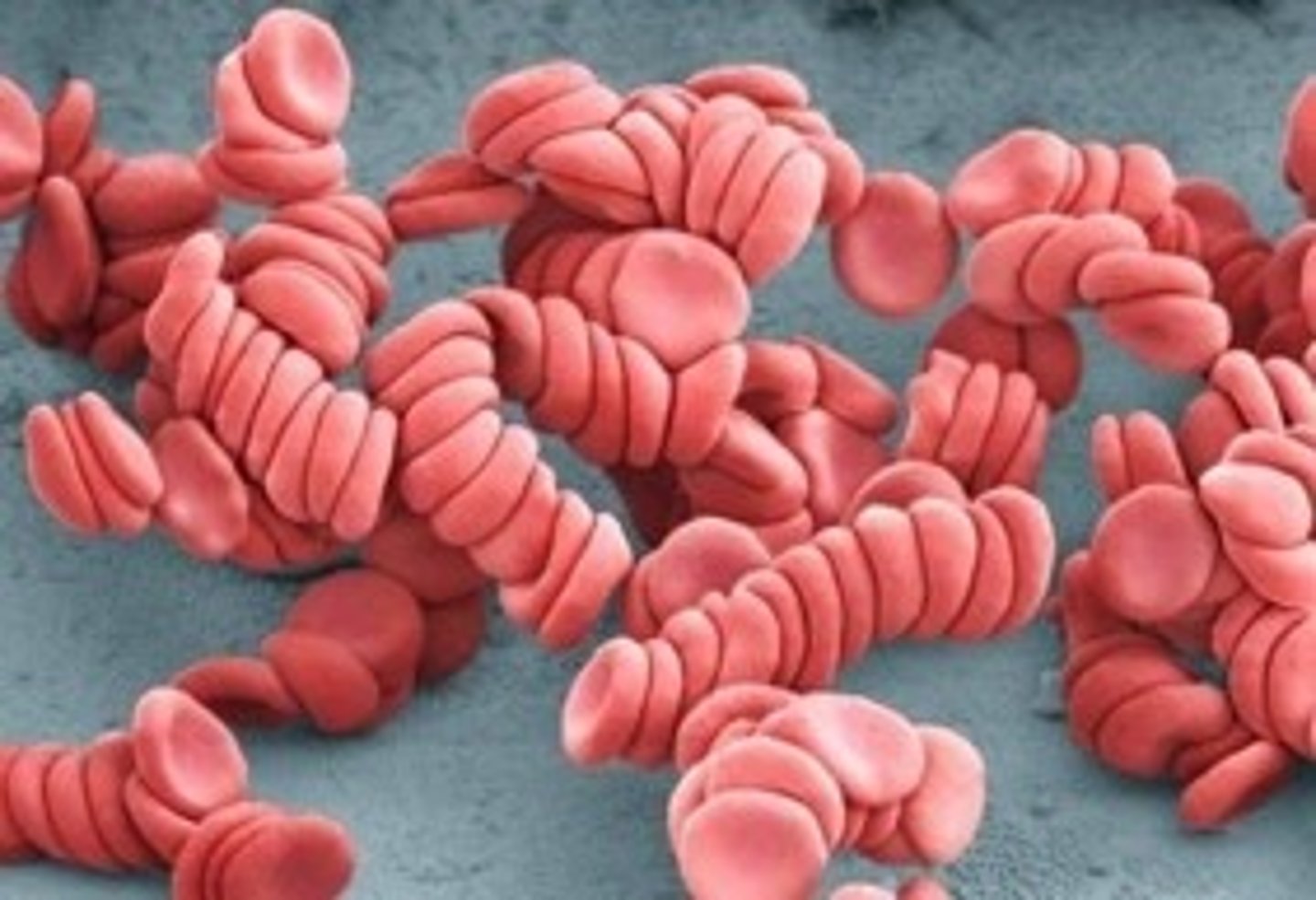 <p>single file of stacked RBCs</p>