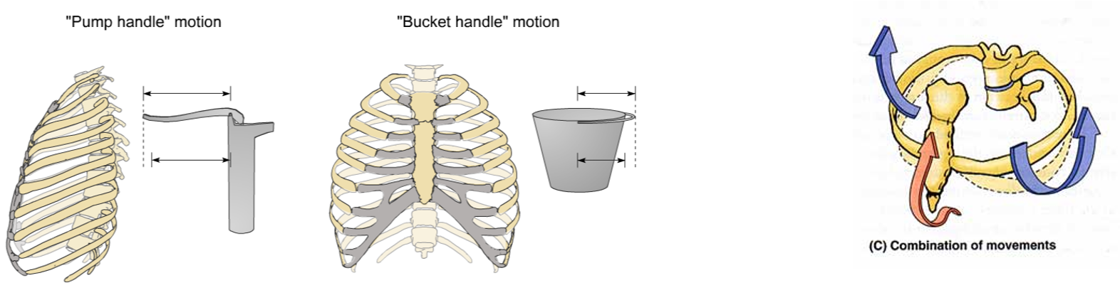<p>pump handle motion</p><p>bucket handle motion</p><p>combination of movements</p>