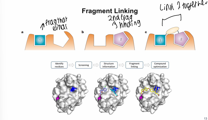 <p>Joined with a larger molecule </p>