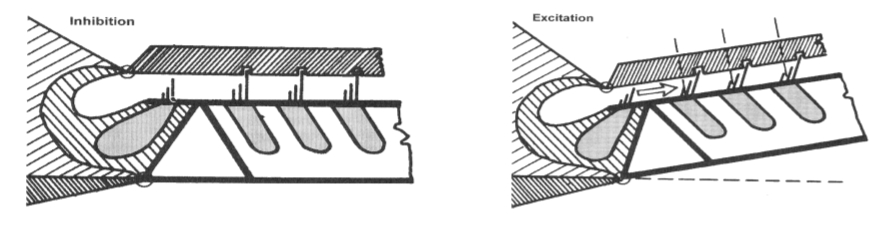 <ol><li><p>Het basilair membraan scharniert ter hoogte van de inwendige pilaarcellen en maakt een opwaartse en neerwaartse verplaatsing.</p></li><li><p>Het Orgaan van Corti en het tectoriaal membraan bewegen ten opzichte van elkaar.</p></li><li><p>De stereocilia van de OHCs worden afgebogen.</p></li><li><p>De stereocilia van de IHCs worden afgebogen door de verplaatsing van de endolymfe tussen het tectoriaal membraan en het basilair membraan.</p></li><li><p>Rarefactie: stereocilia buigen naar grootste stereocilium → depolarisatie → elektrische puls.<br>Condensatie: stereocilia buigen weg van grootste stereocilium → hyperpolarisatie → geen puls.</p></li><li><p>Afbuigen naar langste stereocilium opent ionkanalen aan de tip van de stereocilia.</p></li><li><p>Door potentiaalverschil veroorzaakt K⁺ influx depolarisatie → neurotransmitter vrijgesteld → afferente auditieve zenuwvezel gestimuleerd.</p></li></ol><p></p>