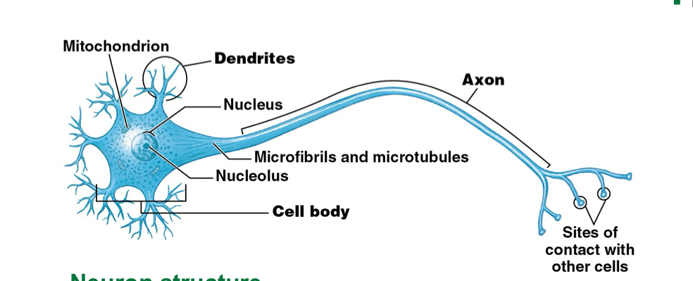 <ul><li><p>Nucleus (lacks centrioles, CANNOT divide)</p></li><li><p>Function: control center and processing</p></li></ul><p></p>