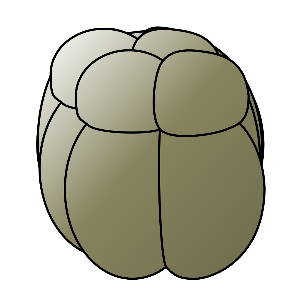 <p>The geometrical cleavage tied to indeterminate cleavage, wherein the planes are either parallel or perpendicular to the vertical axis of the embryo.</p>