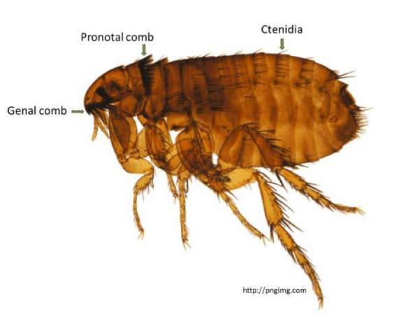 <p>What order do fleas belong to</p>