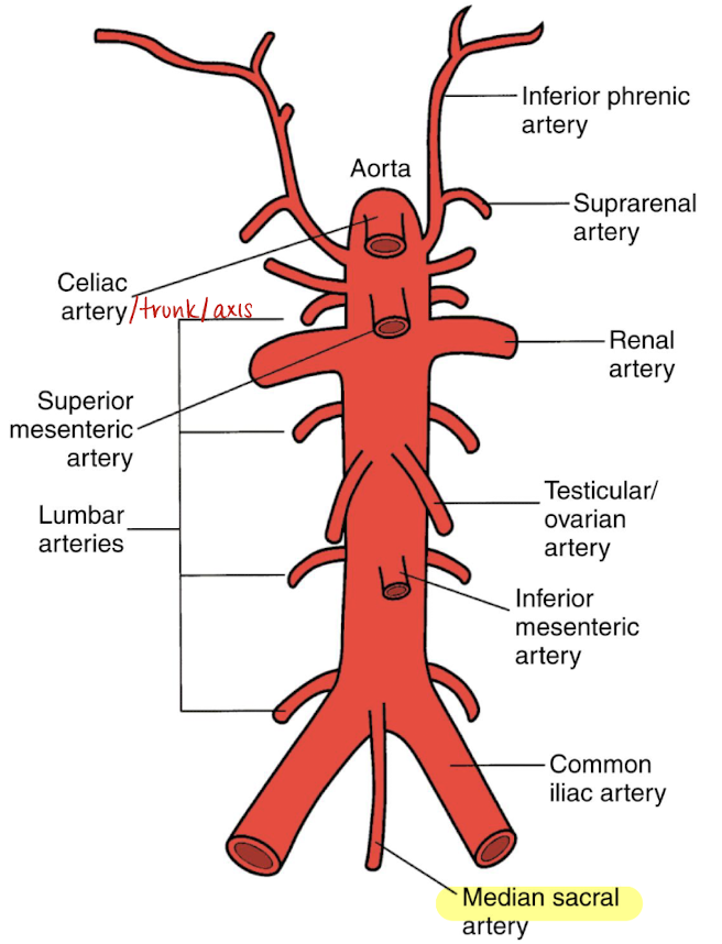 <ul><li><p>most inferior branch aside from iliacs</p></li><li><p>supplies the <u>sacrum and rectum</u></p></li></ul><p></p>