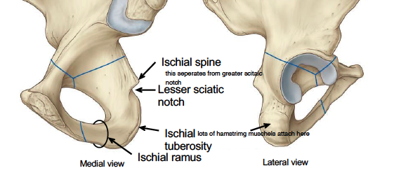 -there is the ischial spine, which separates the lesser sciatic notch and the greater sciatic notch 
-lower, there is the ischial tuberosity which is what we sit on, had lots of hamstring muscles attach here 
-then there is also the ischial ramus that goes towards the pubis 