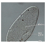 <p>what microscope creates this image?</p>