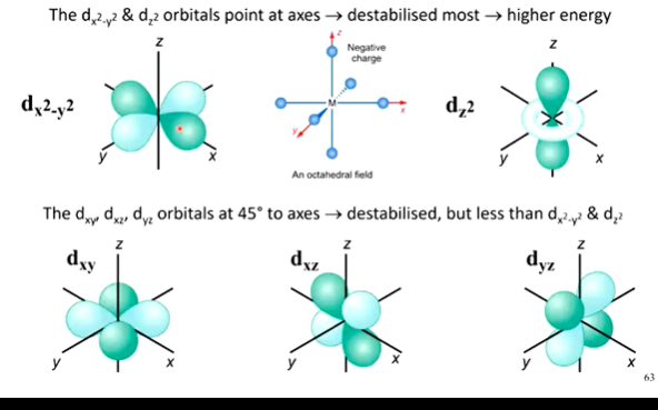 <ul><li><p>4 have the same shape, but different orientations (dx2-y2, dxy, dxz, dyz) - the final one is shaped differently (dz2) - all have 4 lobes pointed into different axis of the xyz coordinate system - are each imposed to create the overall d orbital</p></li><li><p>(dx2-y2) 2 lobes pointing to the x plane, 2 lobes pointing to the y plane</p></li><li><p>(dxy) rotated 45 degrees from previous, orbitals now pointing BETWEEN the xy planes</p></li><li><p>(dxz) rotated 45 degrees UP from the previous, now pointing in between x &amp; z planes</p></li><li><p>(dyz) rotated 45 degrees from previous, now pointing between y &amp; z planes</p></li><li><p>(dz2) 2 lobes pointing to the z plane, final 2 lobes in a circle around the middle of the plane&nbsp;</p></li></ul><p></p>