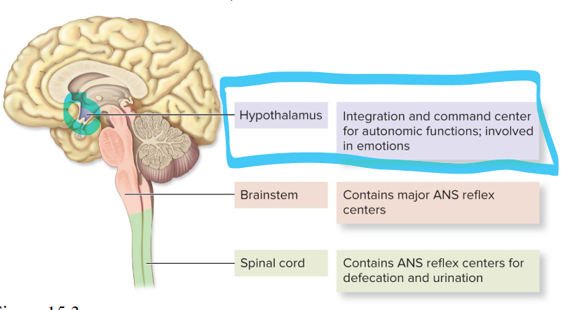 <p>command center for autonomic fxns, emotions</p>
