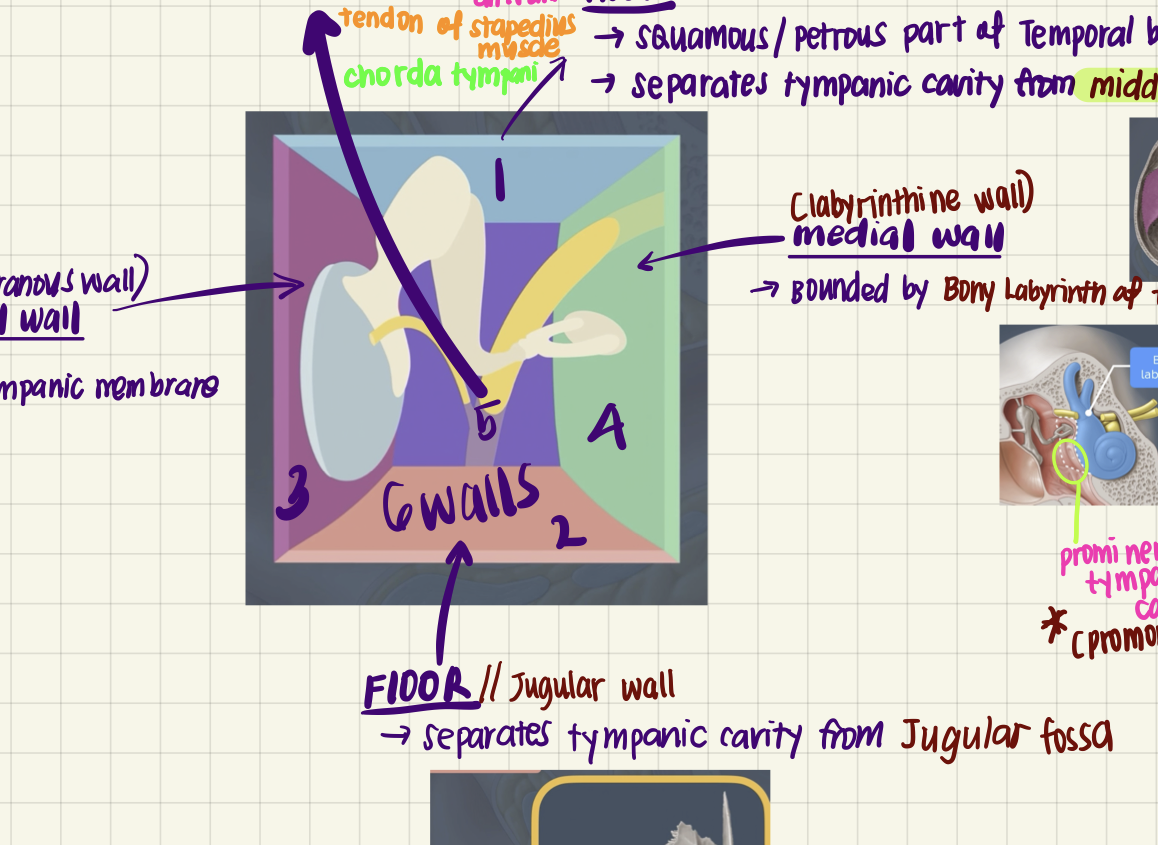 <p>Dura mater that covers the temporal lobe of the cerebral hemisphere.</p>